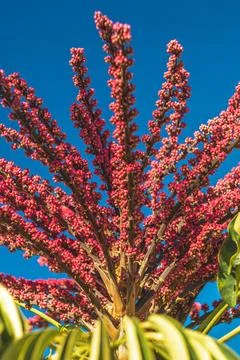 Blossoming Skyward Stock Photos