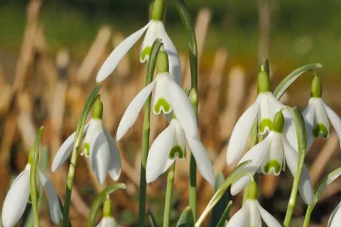 Blossoming snowdrops Stock Photos