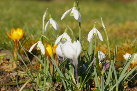 Blossoming snowdrops Stock Photos