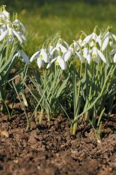 Blossoming snowdrops Foto stock