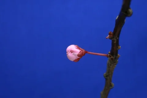 Blossoming sour cherry, tart cherry, dwarf cherry. Timelapse colour key. Video stock 109514845
