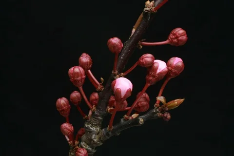 Blossoming sour cherry, tart cherry, dwarf cherry. Timelapse colour key. Stock Footage 109548358