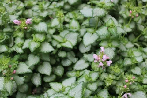 Blossoming spotted deadnettle Stock Photos