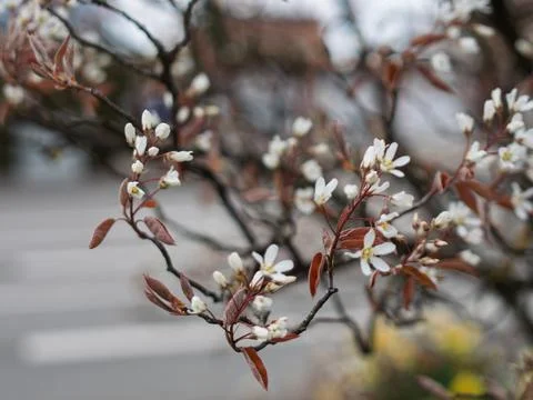 Blossoming Spring Branches with Delicate White Flowers Foto stock