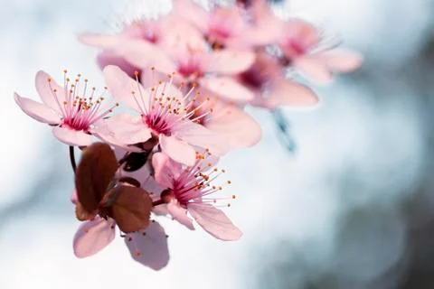 Blossoming spring flowers Stock Photos