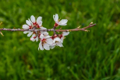 Blossoming spring flowers on a tree Foto stock