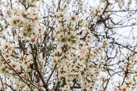 Blossoming spring flowers on a tree Stock Photos