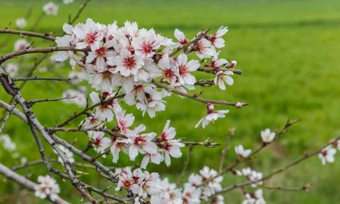 Blossoming spring flowers on a tree Stock Photos