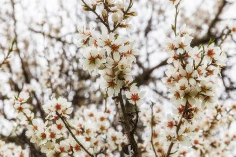 Blossoming spring flowers on a tree Stock Photos