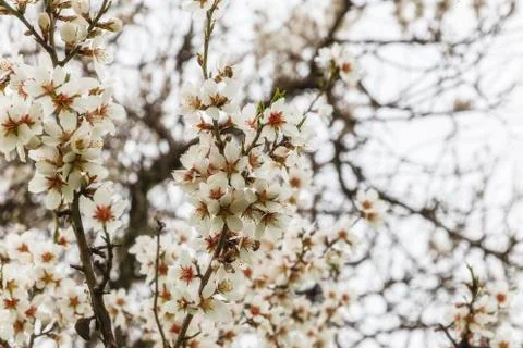 Blossoming spring flowers on a tree Stock Photos