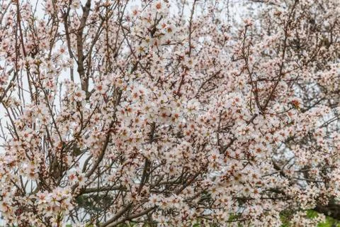 Blossoming spring flowers on a tree Stock Photos