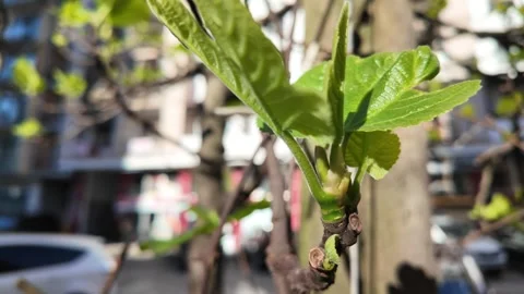 Blossoming spring Stock Footage 271365002