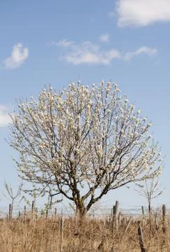 Blossoming spring fruit tree. Stock Photos