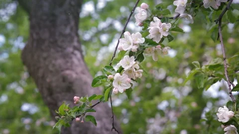 Blossoming Spring Garden, Apple tree in Blossom Stock Footage 126139220