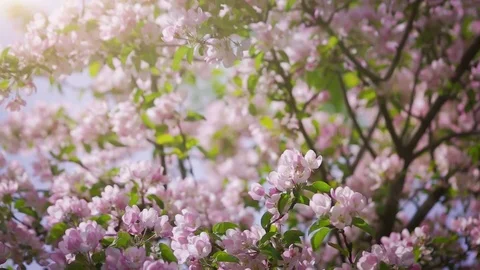 Blossoming Spring Garden Stock Footage 81484859