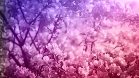 Blossoming Spring Garden Stock Footage 85715504