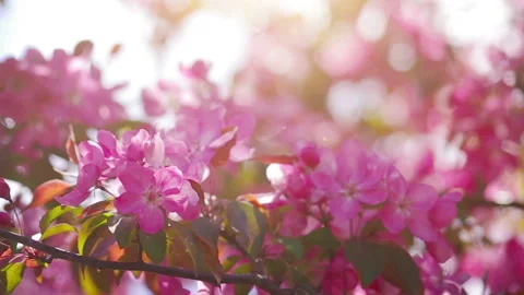 Blossoming Spring Garden Stock Footage 86810465