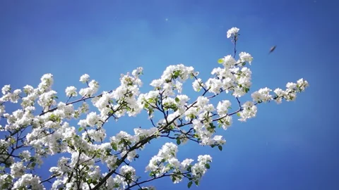 Blossoming Spring Garden Video stock 108376720