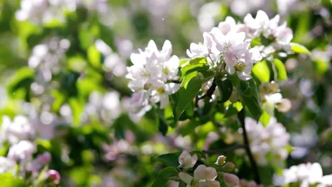 Blossoming Spring Garden Stock Footage 112887751