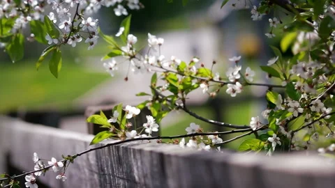 Blossoming Spring Garden Stock Footage 118657859