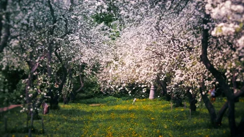Blossoming Spring Garden Stock Footage 119683081