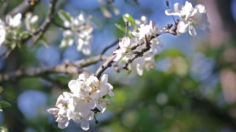 Blossoming Spring Garden Stock Footage 122210504