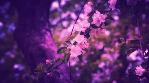 Blossoming Spring Garden Stock Footage 125743939