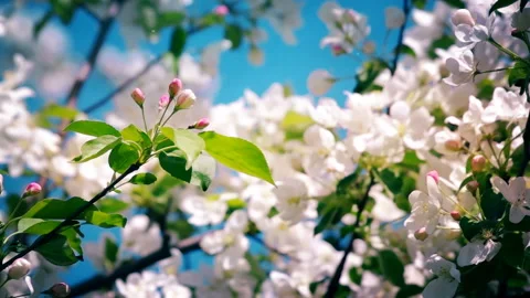 Blossoming Spring Garden Video stock 134250910