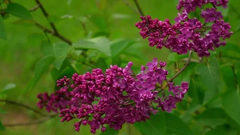 Blossoming spring Lilac branches with Violet flowers Banner. Flowering tree in 스톡 동영상 312157490
