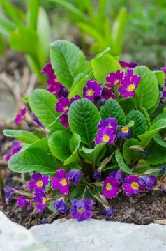 Blossoming spring primrose, close-up Stock Photos