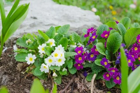 Blossoming spring primrose, close-up Stock Photos