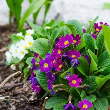 Blossoming spring primrose, close-up Foto stock