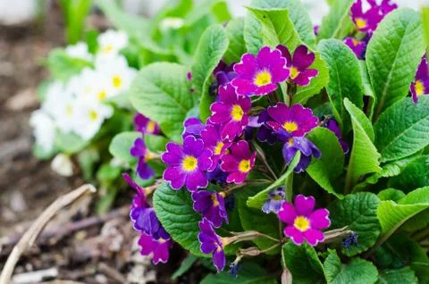 Blossoming spring primrose, close-up Stock Photos