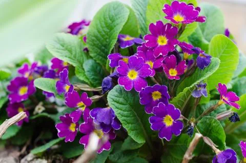 Blossoming spring primrose, close-up Stock Photos