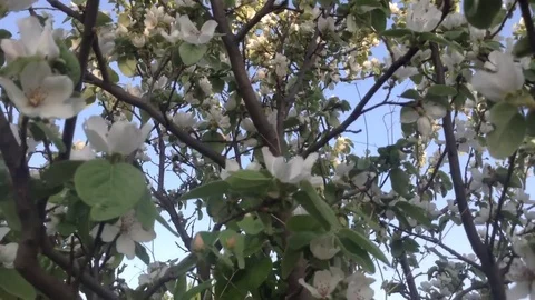 Blossoming in spring a quince tree with white flowers against the blue sky Stock Footage 82301483