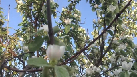 Blossoming in spring a quince tree with white flowers against the blue sky 2 Stock Footage 82301502