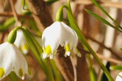 Blossoming spring snowflakes Stock Photos