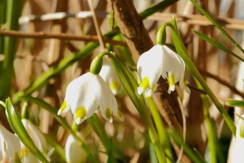 Blossoming spring snowflakes Stock Photos