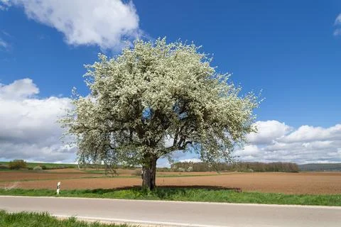 Blossoming spring tree along roadside with fields and blue sky Stock Photos