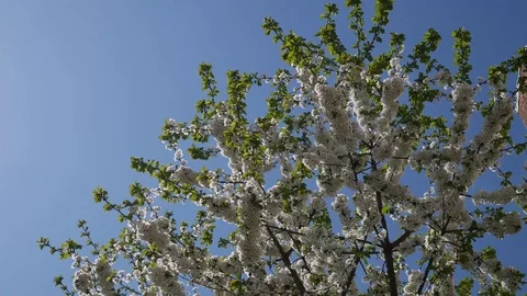 Blossoming spring tree branch against the blue sky.bees and insects pollinate fl Stock Footage 90969610