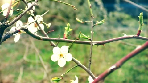 Blossoming spring Tree Stock Footage 154327205