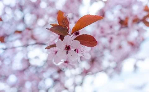 Blossoming spring tree. Stock Photos