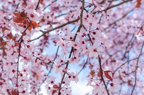 Blossoming spring tree. Stock Photos