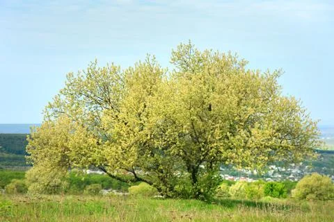 Blossoming spring tree on plateau Stock Photos