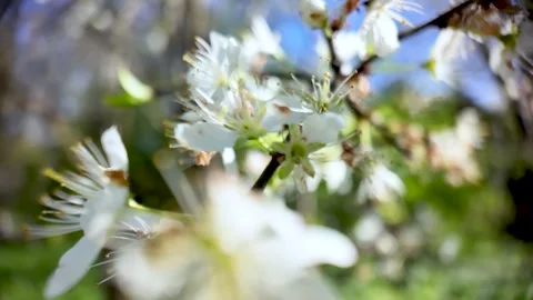 Blossoming spring tree with white flowers in garden 動画素材 332711989