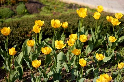 Blossoming spring yellow tulips Stock Photos