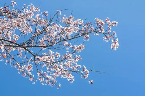 Blossoming at springtime branch of cherry tree 스톡 사진