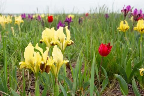 Blossoming steppe Foto stock