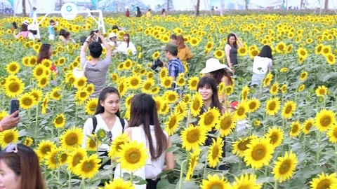 Blossoming sunflower fields attract a lot of tourists to visit Stock Footage 111498586