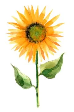 Blossoming sunflower Stock Illustration